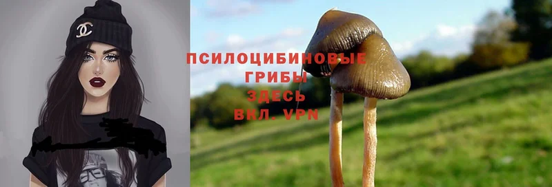 Псилоцибиновые грибы Psilocybine cubensis  мега как зайти  Дятьково 