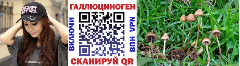 Псилоцибиновые грибы Psilocybe  hydra   darknet клад  Дятьково 